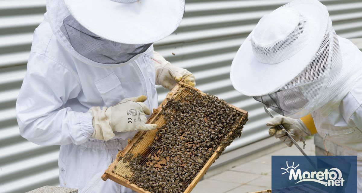 Пчеларите ще бъдат подпомогнати по de minimis тази година заедно