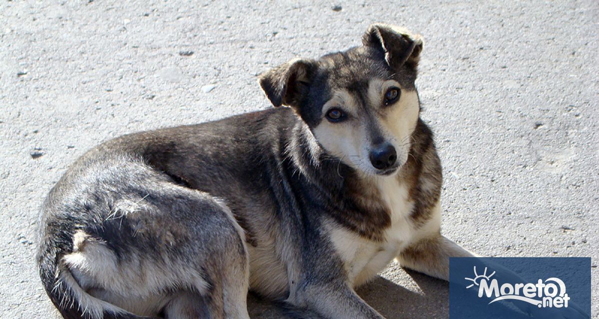 Общините предлагат национална програма за кастрация на безстопанствените кучета и