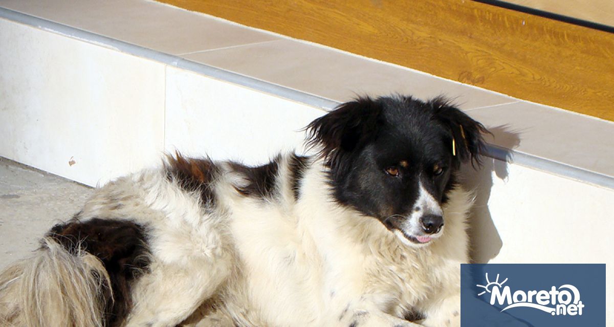 Броят на въведените във ВетИС данни за домашни и безстопанствени