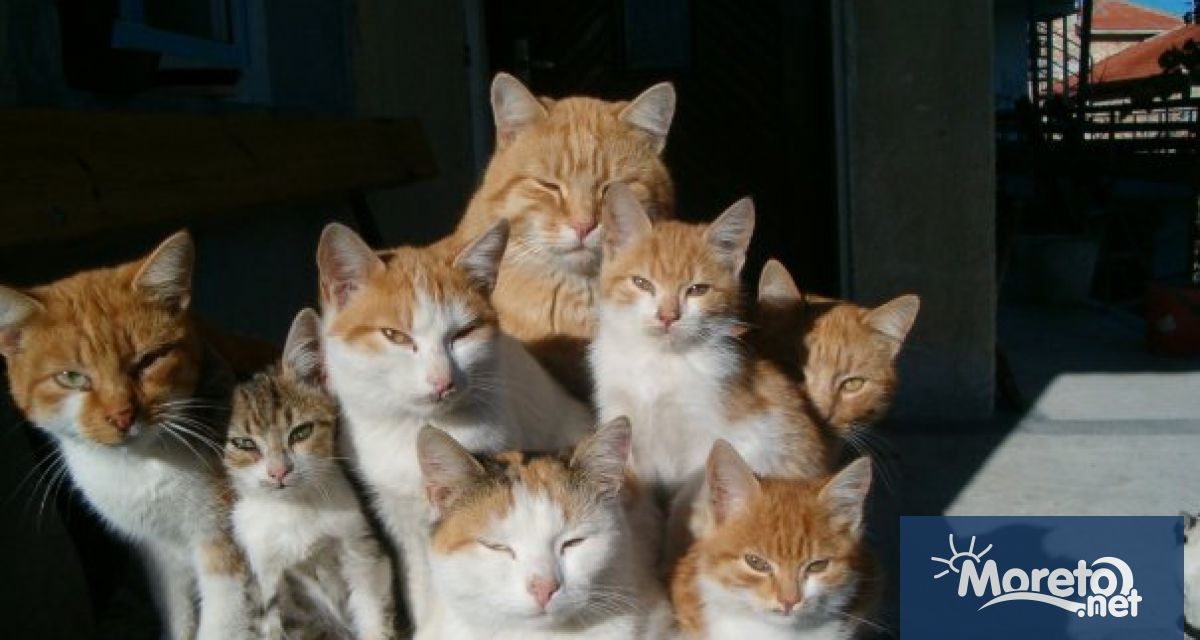 На 5 май неделя от 17 00 ч пред сградата на