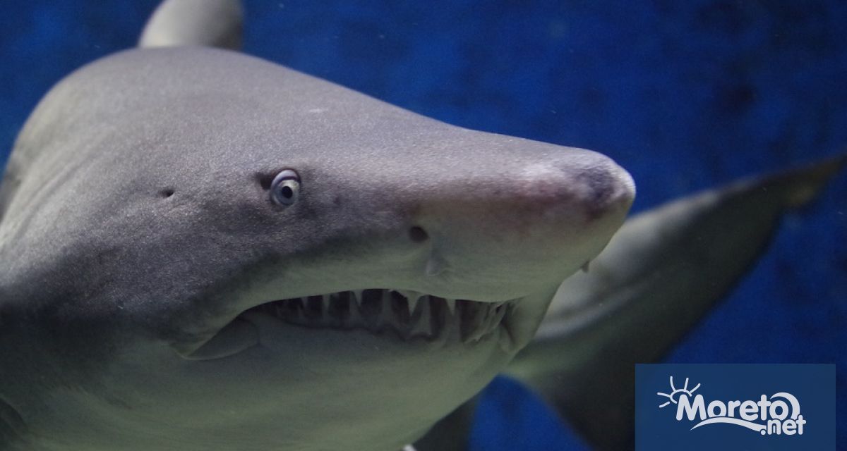 Жена загина а мъж беше тежко ранен при нападение от