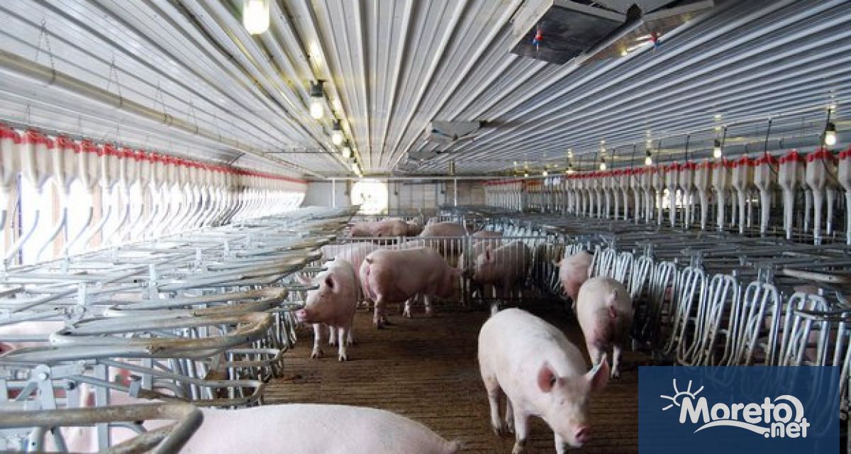 Огнище на африканска чума по свинете е потвърдено в свинеферма