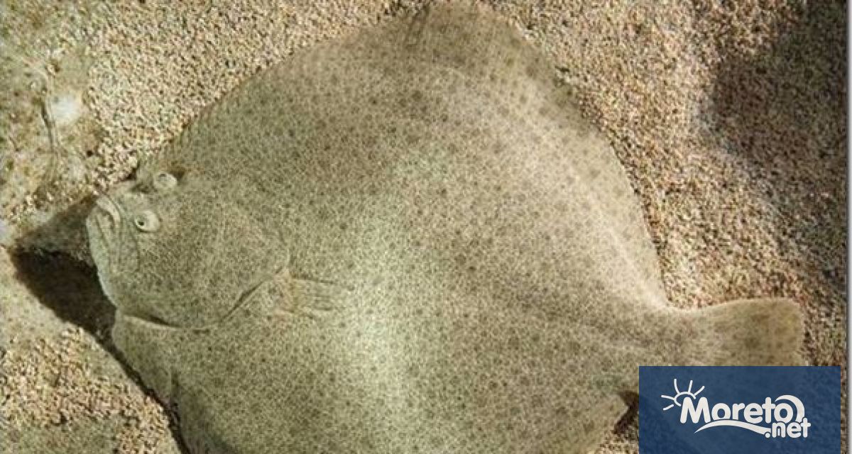 Запасите от калкан в българската акватория на Черно море ще