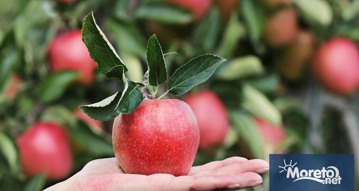 Вносни ябълки подбиват цената на родното производство По тази причина
