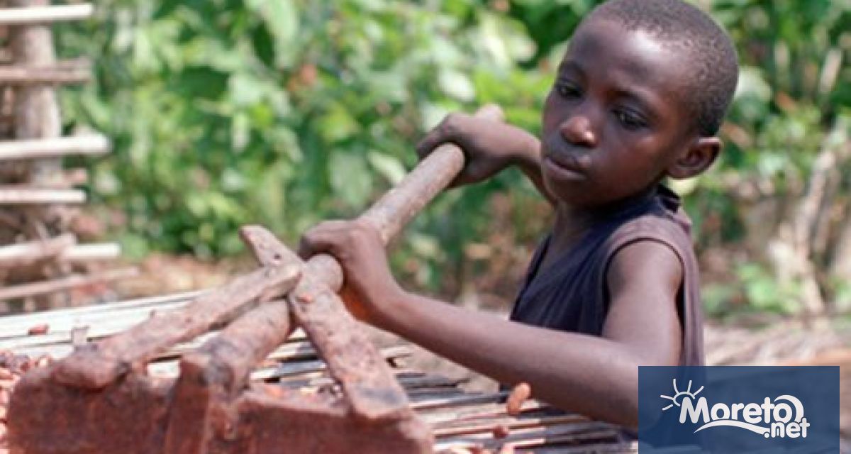 Цената на какаото скочи рязко тази година поради търсенето и