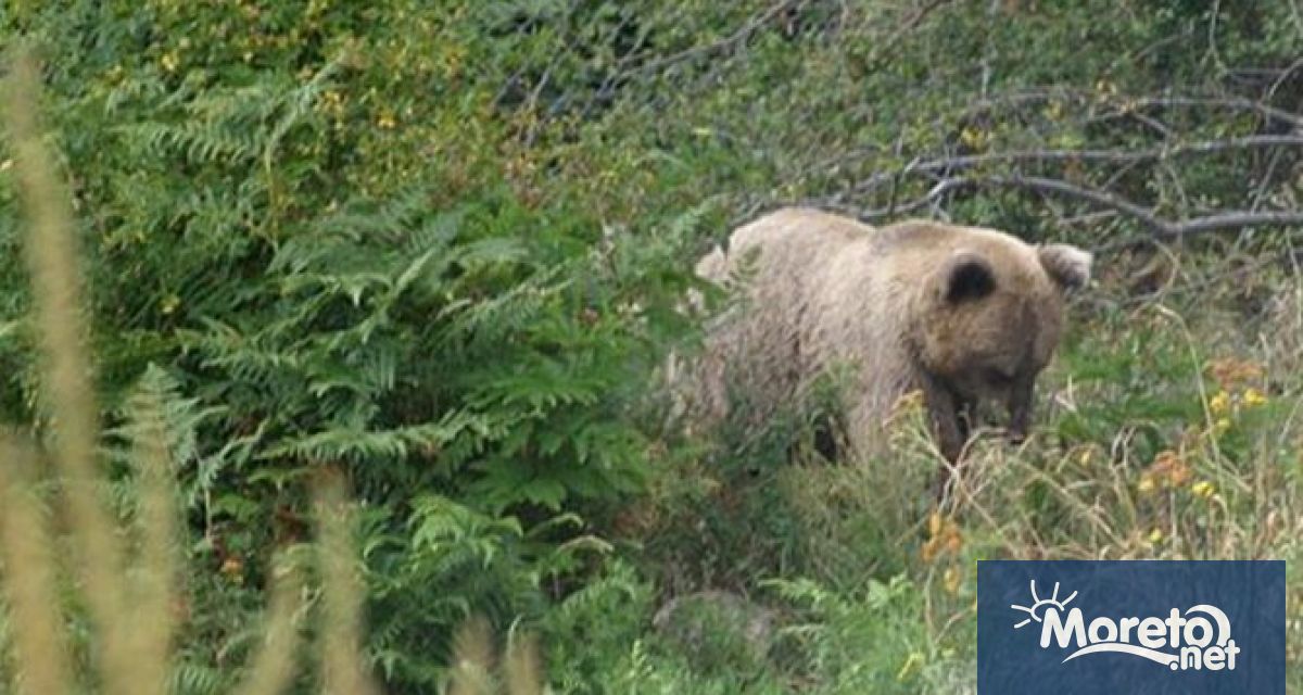 В последните близо 50 години от живота си актрисата се