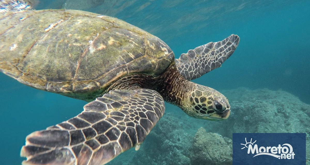 Морска костенурка карета измина зашеметяващите 24 000 километра 14 913