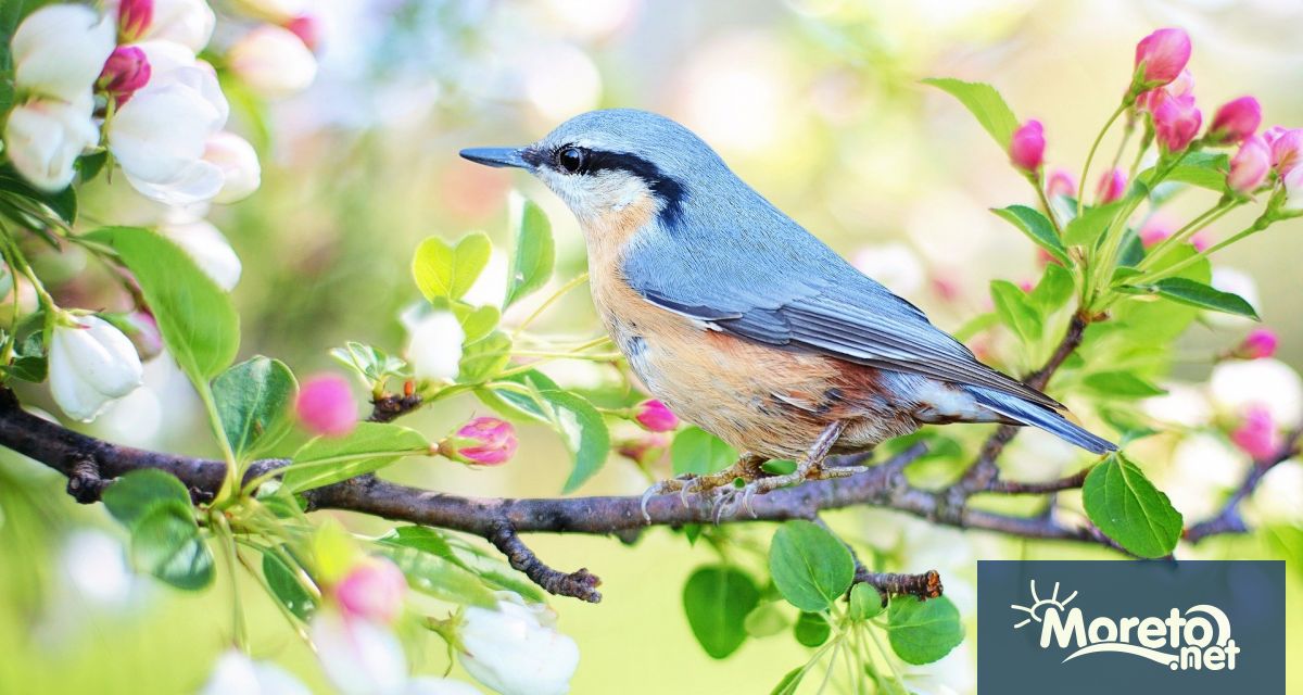 С пролетното равноденствие се отбелязва че в северното полукълбо е