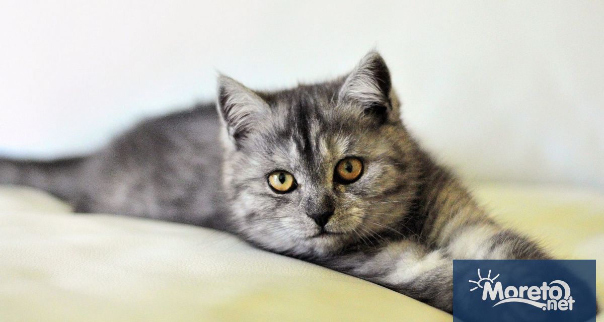 Унгарски учени от университета Йотвьош Лоранд в Будапеща са установили