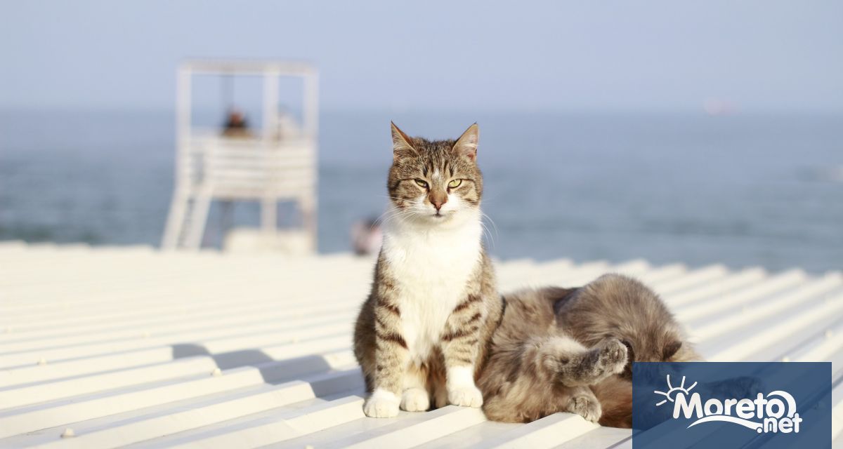 Кипър известен като островът на котките днес се изправя пред