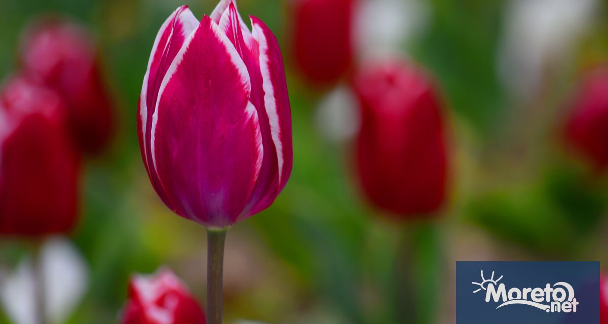 Вече има постъпили предложения в конкурса на Община Варна за