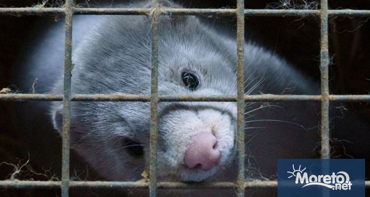 Върховният административен съд ВАС окончателно потвърди забраната за внос и