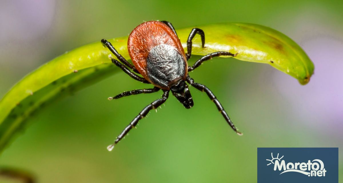 Зачестили са случаите на Лаймска болест у нас За това