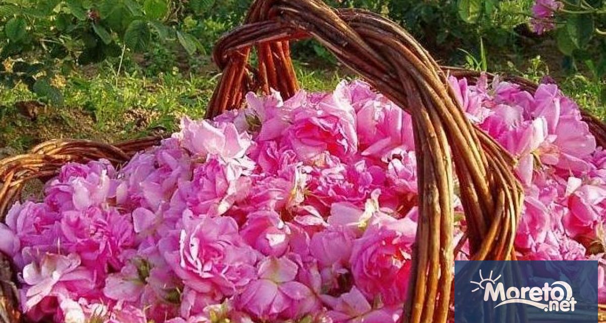 Консултативният съвет по маслодайна роза отчете ръст на производството на