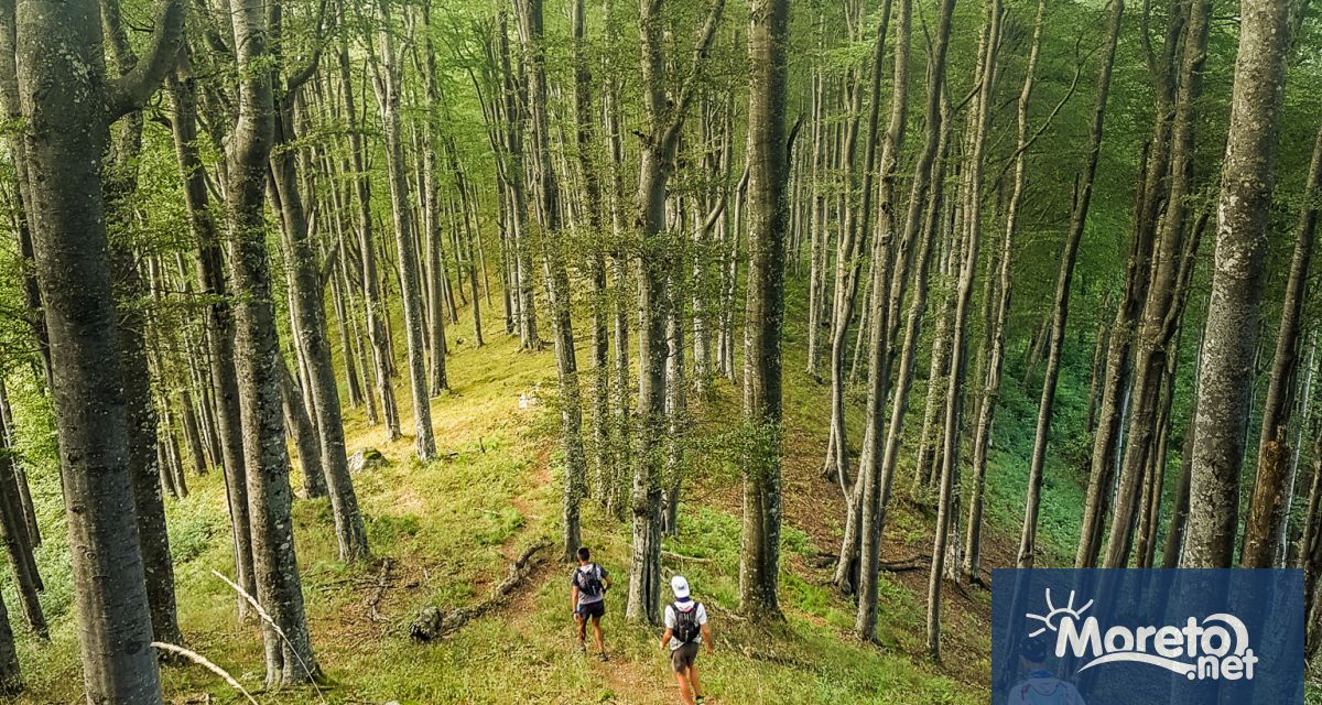 Съветът за стопанисване на горите Forest Stewardship Council FSC