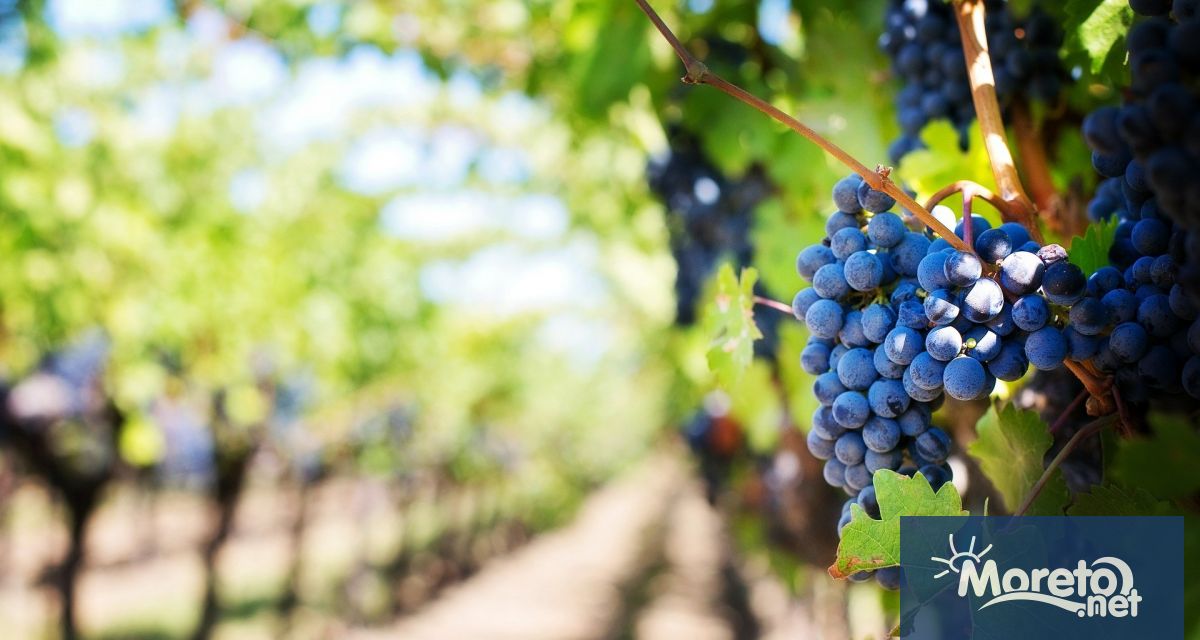 Лозаро винарският сектор е изключително важен за българското земеделие и българската
