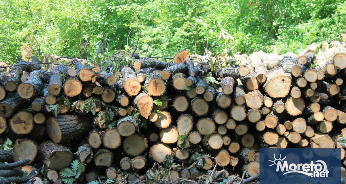 Българските лесовъди ще отговорят на нарасналото търсене на дърва за