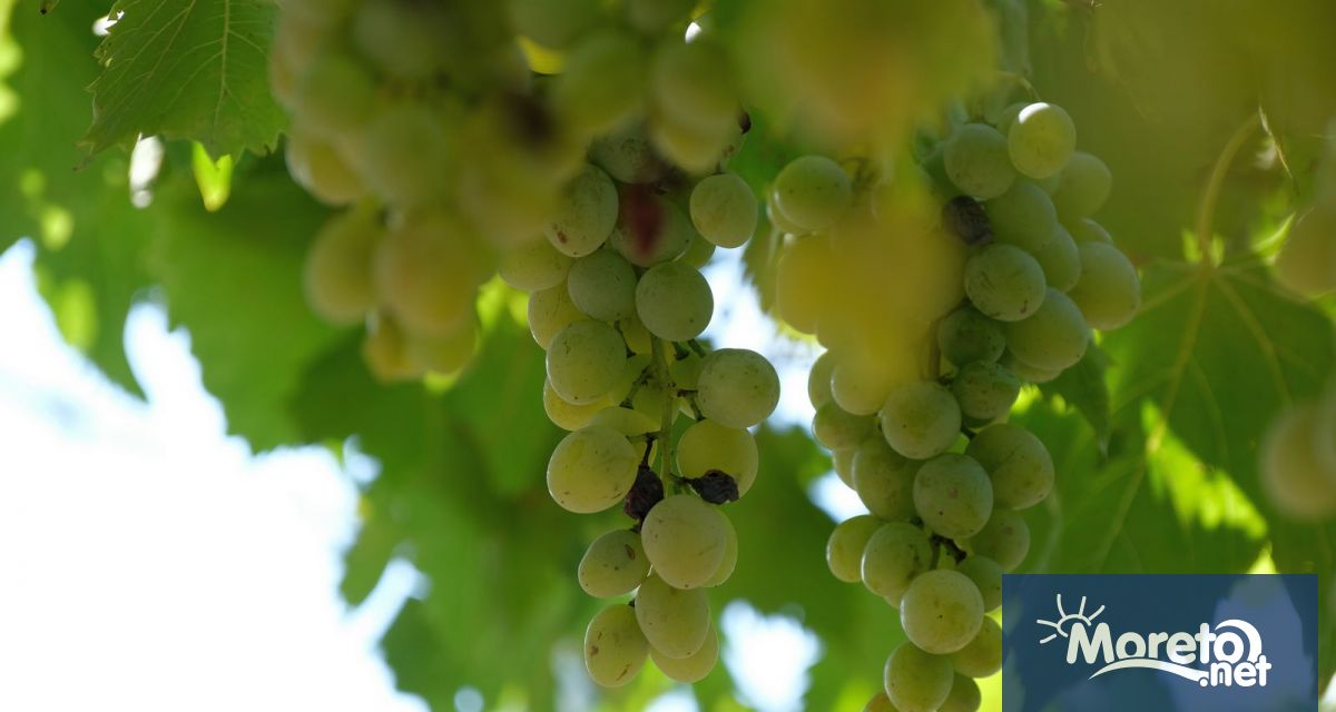 До 25 30 ще е по малко количеството грозде в страната през