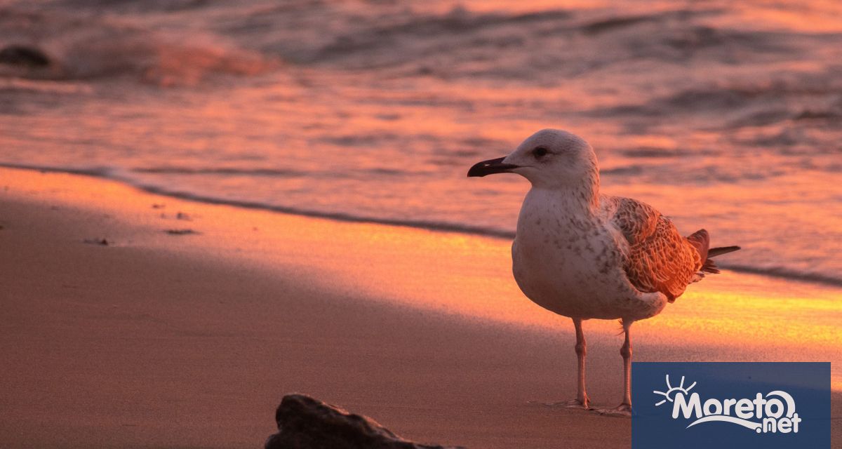 Тази нощ ще бъде ясно и тихо В сутрешните часове