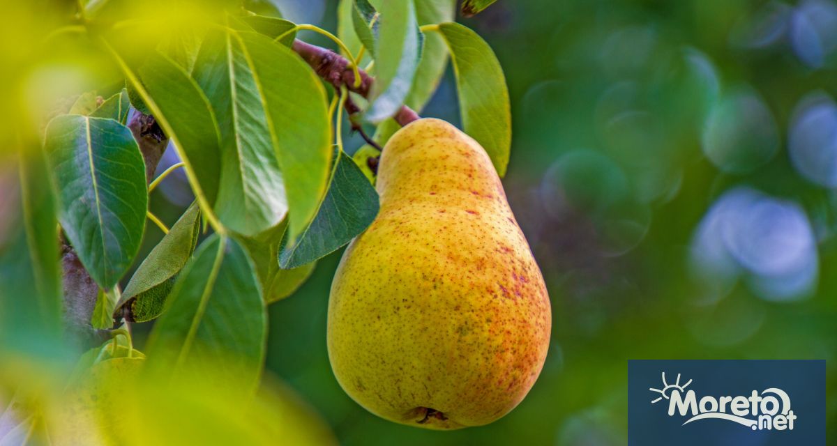 Консумацията на една круша на ден ще промени начина по