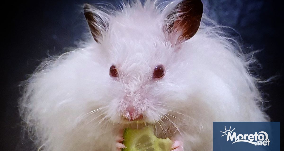 Хиляди хора в Хонконг пожелаха да осиновят хамстер след като