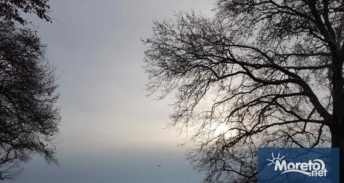 В Морската градина от днес започна премахването на сухи и