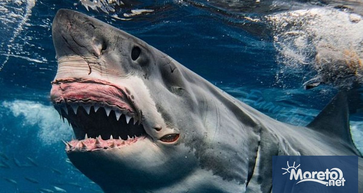 Австралийските власти разпоредиха временното затваряне на няколко плажа в източната