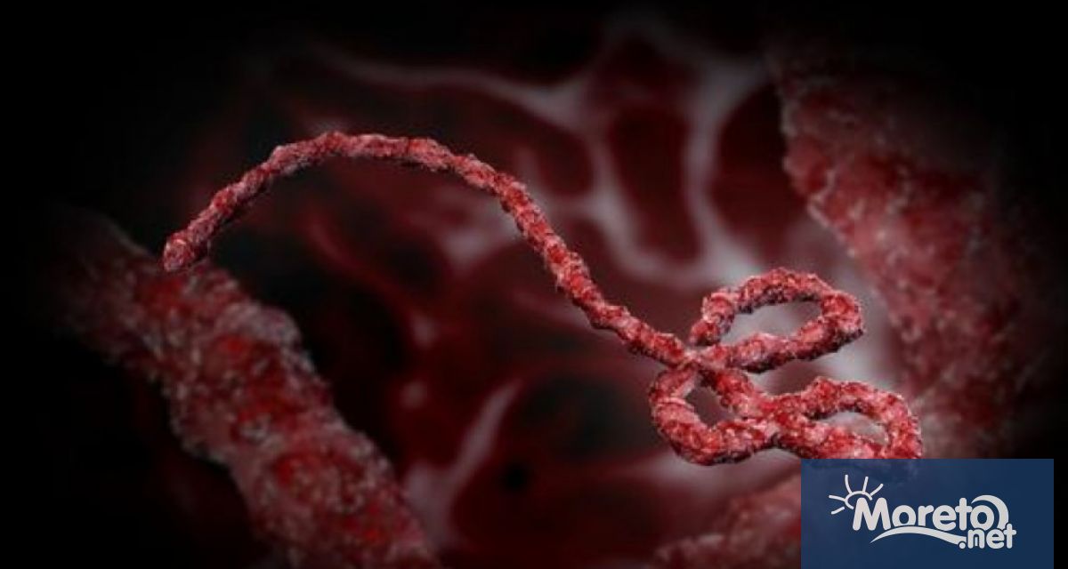 Ново проучване разкрива че маймуни заразени с вируса ебола могат