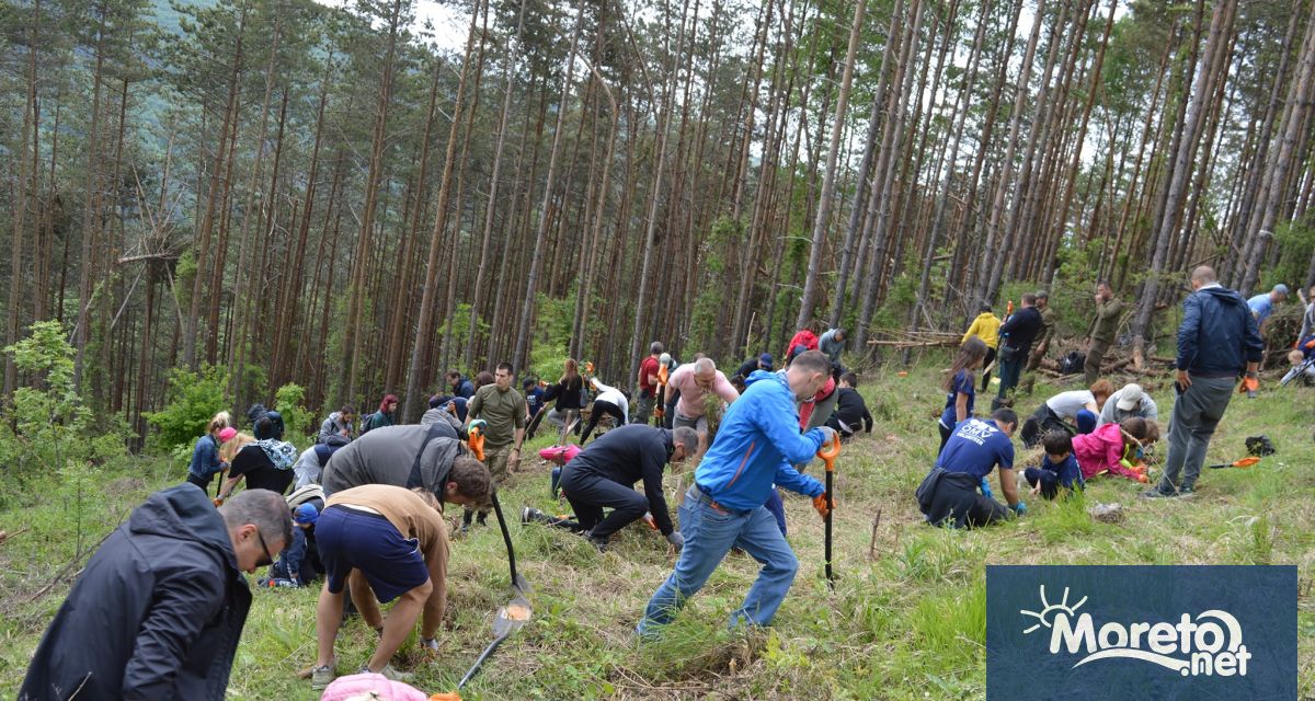 Гората бг ще подари 15 000 плодни медоносни и горски дръвчета