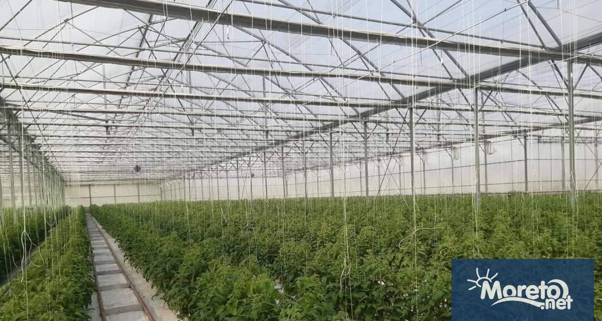 Инспекторите по растителна защита и официалните фитосанитарни инспектори от Областните