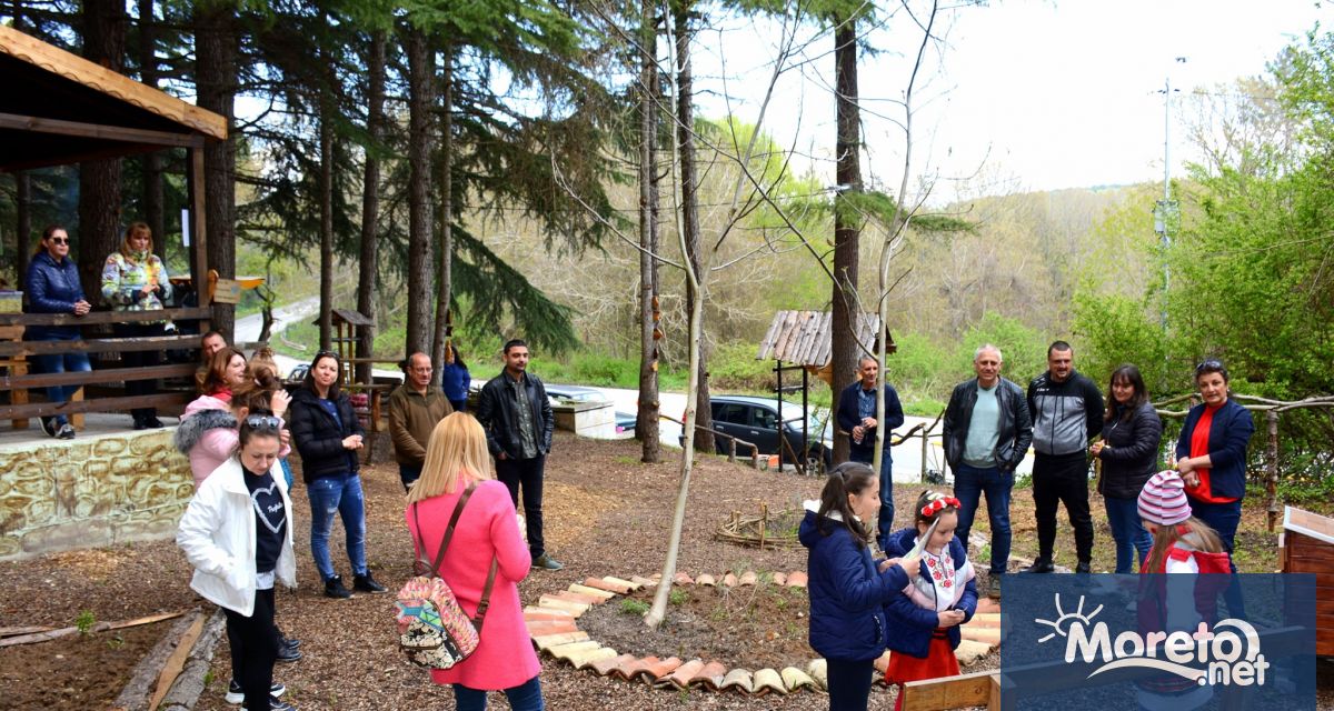 Сребролистен явор многогодишни цъфтящи растения и декоративна растителност бяха засадени