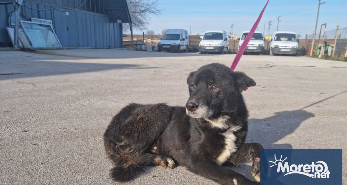 Община Варна обяви конкурс за управител на Общинския приют за