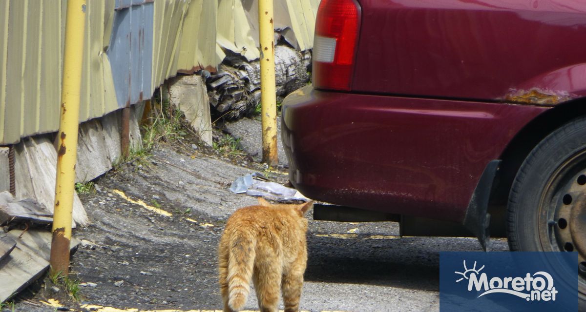 Продължава разчистването на излезли от употреба автомобили зарязани по варненските