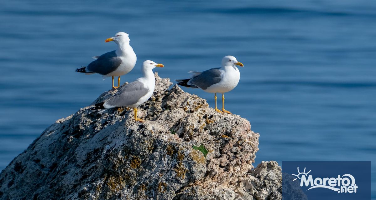 Тази нощ ще бъде предимно ясно Утре по Черноморието ще бъде