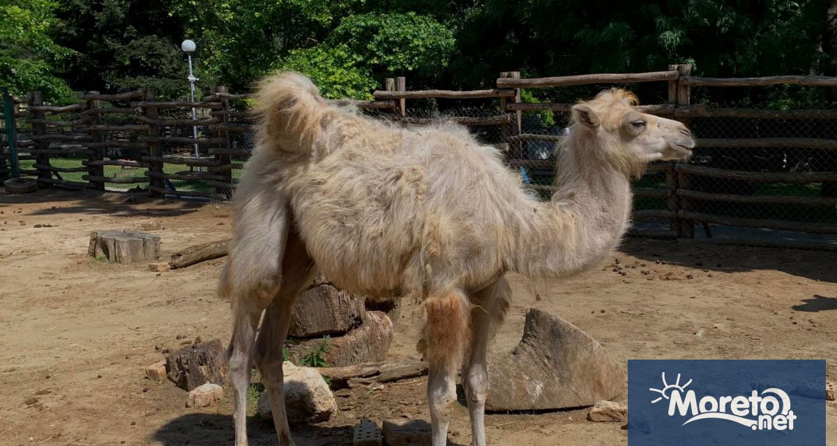 3 месечното камилче Блага от варненския зоопарк търси осиновители научи Moreto net
Аз