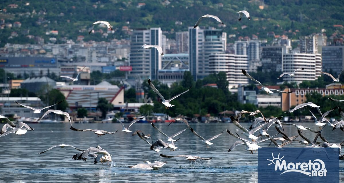 Мъртва риба е установена във водите на Варненското езеро съобщават