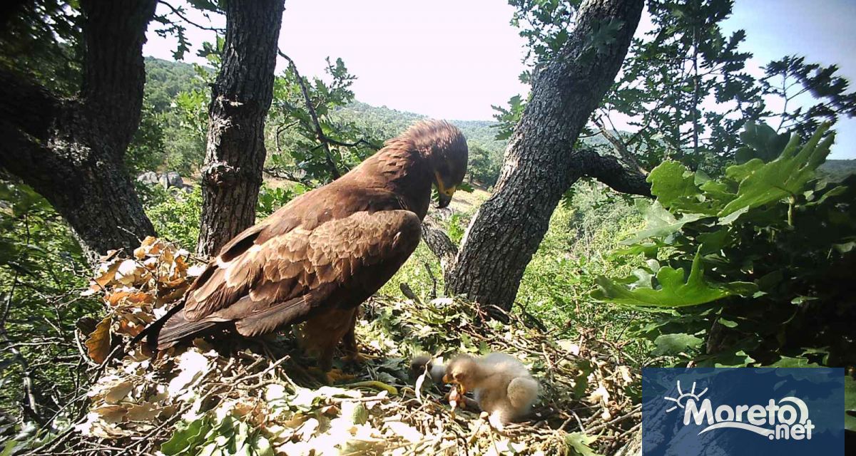 800 1000 двойки от вида малък креслив орел гнездят в България