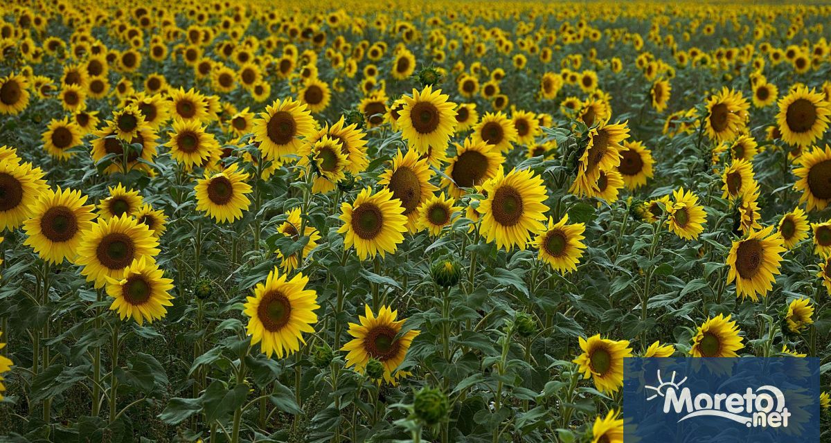 Сушата в България е засегнала около 10 милиона декара и