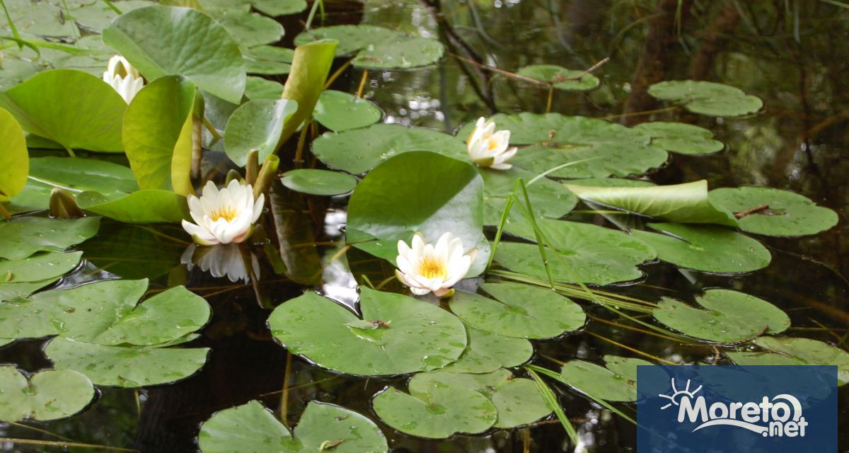 Бяла водна лилия се появи в Природен парк Златни пясъци