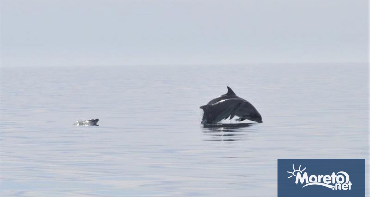 Повече от 50 000 са загиналите делфини в Черно море
