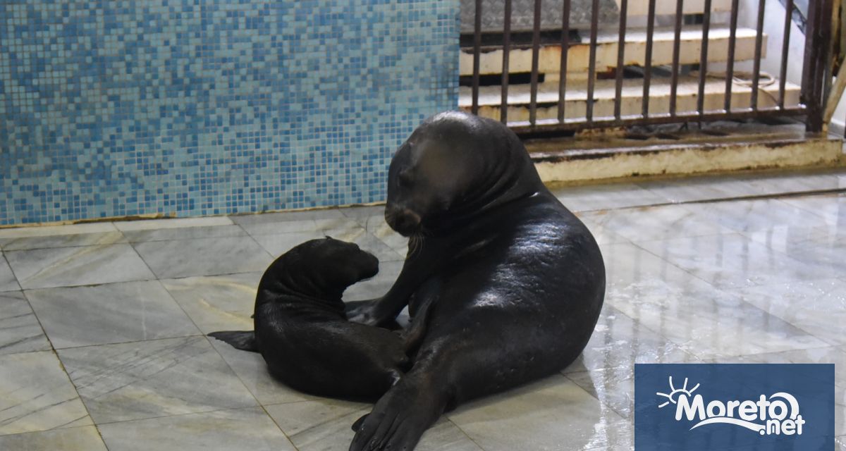 За първи път от години насам във Варненския делфинариум се