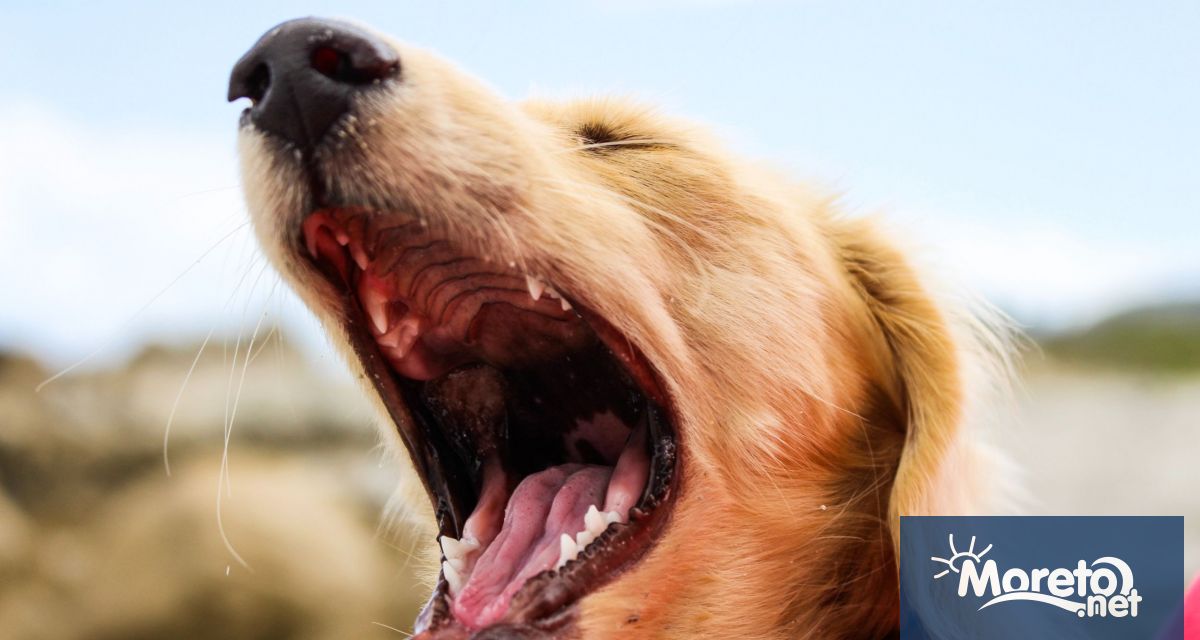 Да се забрани вдигането на шум от домашни любимци смущаващ