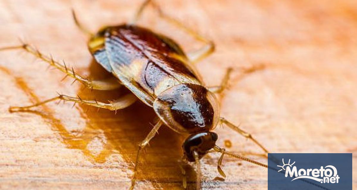 Настъпи ли лятото проблемът с нашествието на хлебарки в жилищните