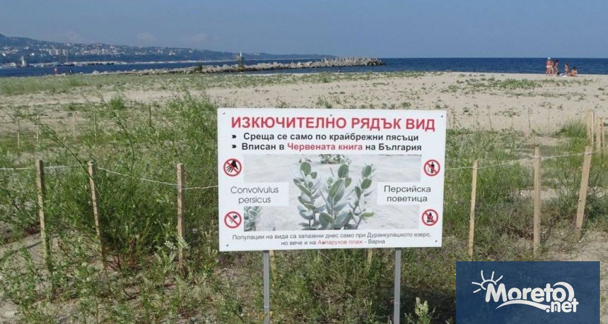 Находищата на защитените растителни видове Персийска поветница и Приморски ветрогон