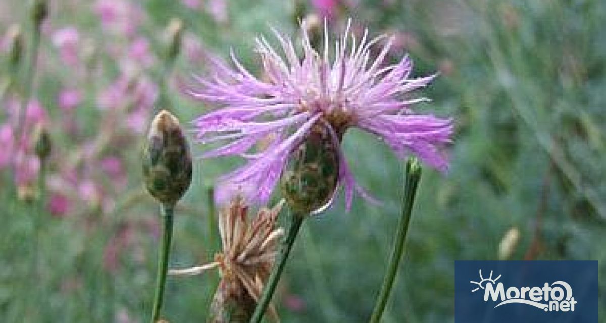 Защитените територии във Варненско са общо 40 Сред тях има