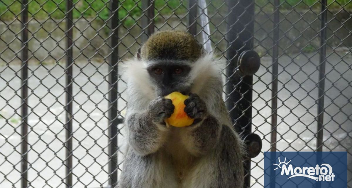 Най разнообразни продукти и храни включва менюто на животните във варненския