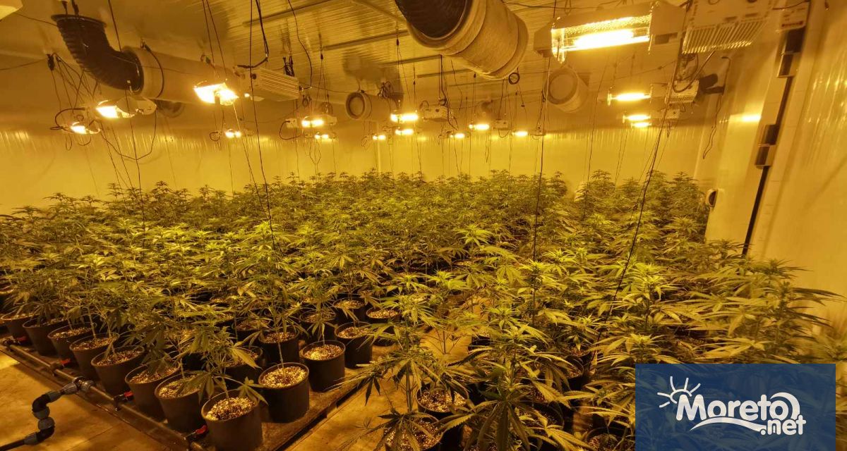 Високотехнологична наркооранжерия е разкрита при спецоперация във Варненско а на