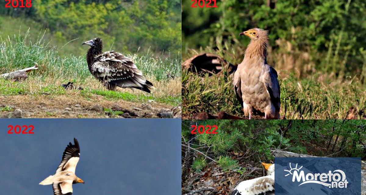 Бояна – египетският лешояд чиято история развълнува хиляди хора по