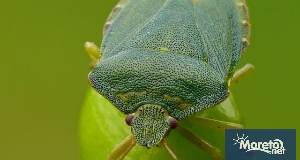 Впечатлението на хората за нашествие от насекомите миризливки се дължи