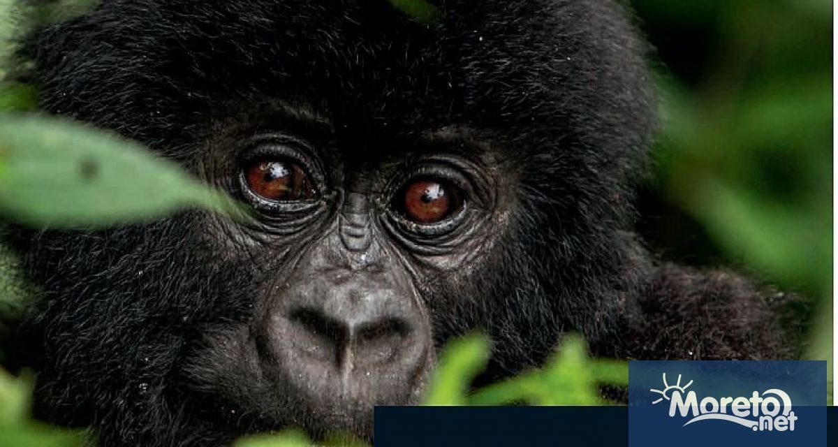 Популациите на диви животни – бозайници птици земноводни влечуги и